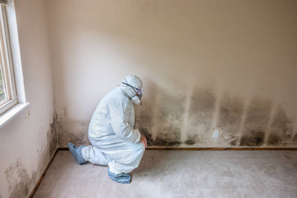 Mold Removal for HVAC Installations in Potosi, TX